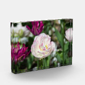 晴れた日の明るいピンクのチューリップ フォトブロック (左)