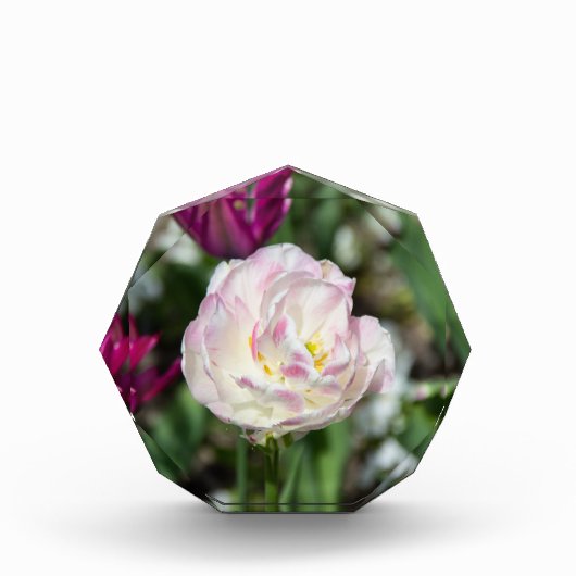 晴れた日の明るいピンクのチューリップ フォトブロック (正面)