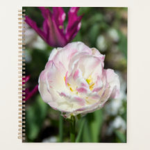 晴れた日の明るいピンクのチューリップ