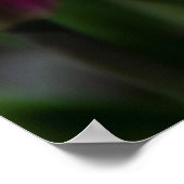 晴れた日の明るいピンクのチューリップ ポスター (角)