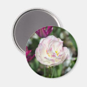 晴れた日の明るいピンクのチューリップ マグネット (正面/裏面)