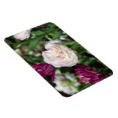 晴れた日の明るいピンクのチューリップ マグネット (右側)