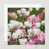 晴れた日の明るい白とピンクのチューリップ (正面/裏面)