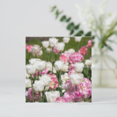 晴れた日の明るい白とピンクのチューリップ (スタンド正面)