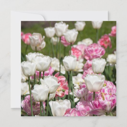 晴れた日の明るい白とピンクのチューリップ (正面)