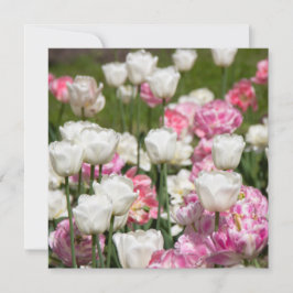 晴れた日の明るい白とピンクのチューリップ