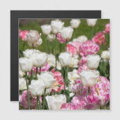 晴れた日の明るい白とピンクのチューリップ (正面/裏面)