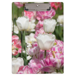 晴れた日の明るい白とピンクのチューリップ クリップボード