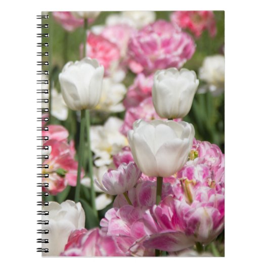 晴れた日の明るい白とピンクのチューリップ ノートブック (正面)