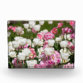 晴れた日の明るい白とピンクのチューリップ フォトブロック