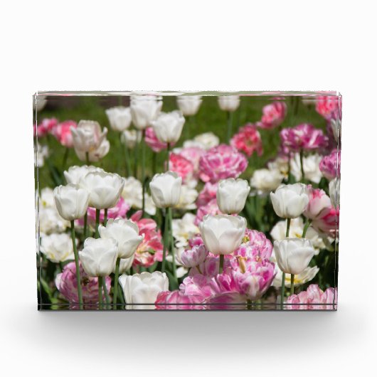 晴れた日の明るい白とピンクのチューリップ フォトブロック (正面)