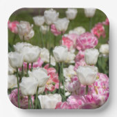 晴れた日の明るい白とピンクのチューリップ ペーパープレート (正面)