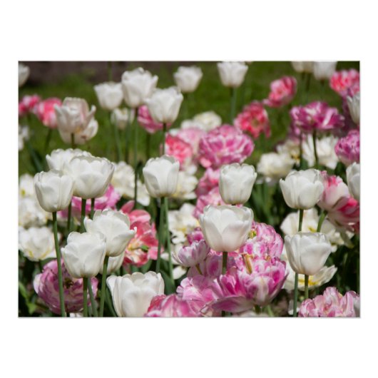 晴れた日の明るい白とピンクのチューリップ ポスター (正面)