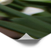 晴れた日の明るい白とピンクのチューリップ ポスター (角)