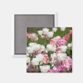 晴れた日の明るい白とピンクのチューリップ マグネット (正面/裏面)