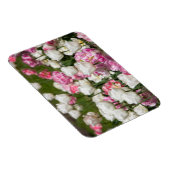 晴れた日の明るい白とピンクのチューリップ マグネット (右側)