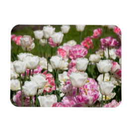 晴れた日の明るい白とピンクのチューリップ マグネット