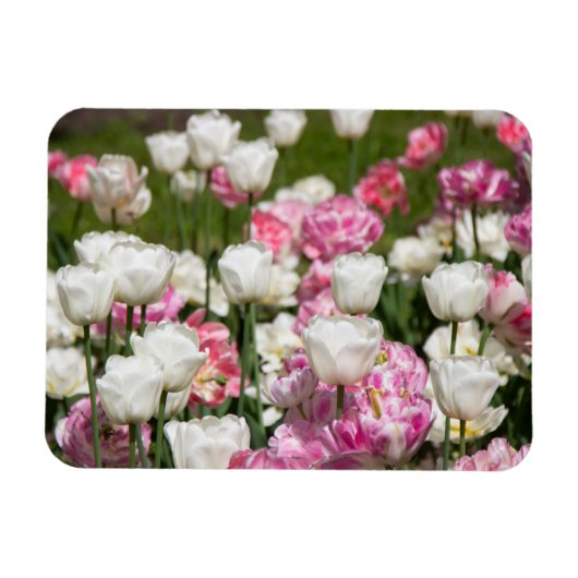 晴れた日の明るい白とピンクのチューリップ マグネット (横)