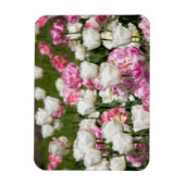 晴れた日の明るい白とピンクのチューリップ マグネット (縦)