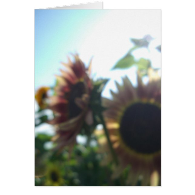 晴れた日の赤いヒマワリ (正面)