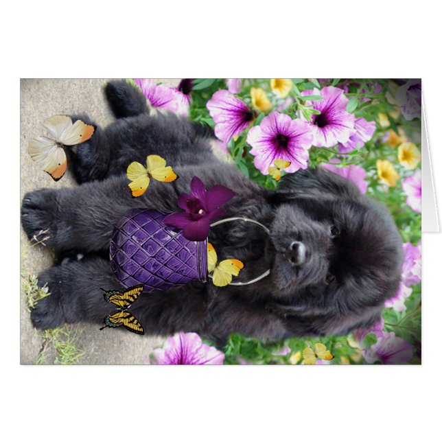 晴れた日ニューファウンドランド (正面横)