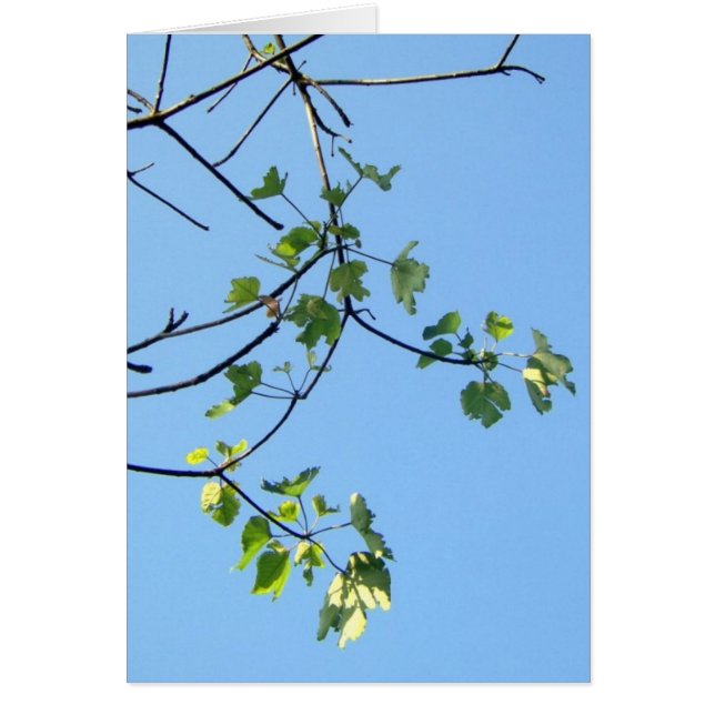 晴れた日 (正面)