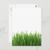 晴れた明るい緑の草の写真プリント ポストカード (正面/裏面)