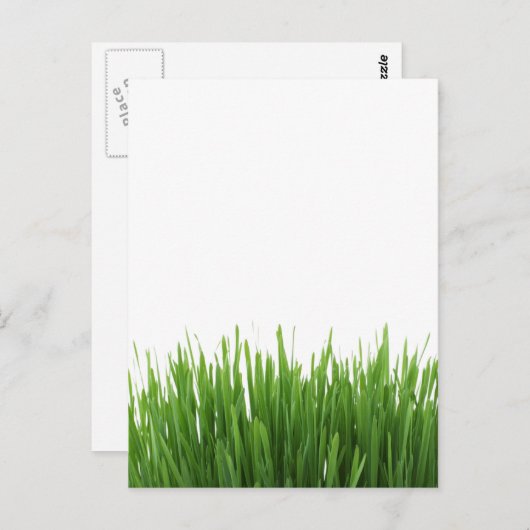 晴れた明るい緑の草の写真プリント ポストカード (正面/裏面)
