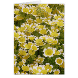 晴れた金ゴールド白い花