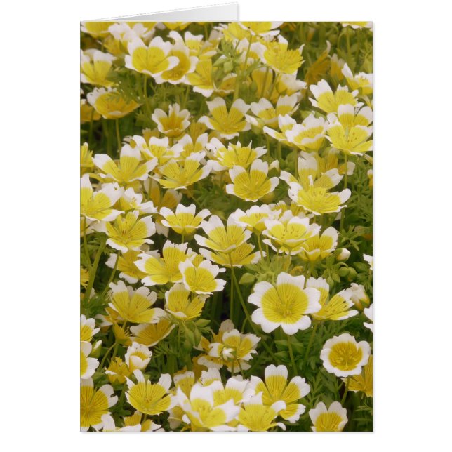 晴れた金ゴールド白い花 (正面)