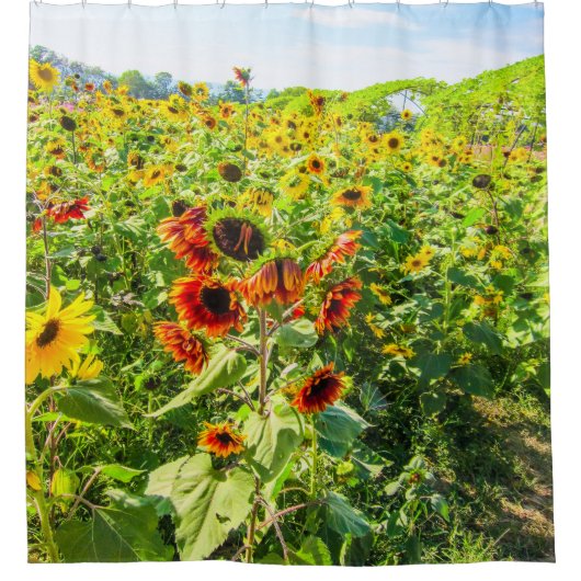 晴れ鮮やかの日の夏のひまわり畑 シャワーカーテン (正面)