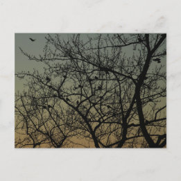 『暁のロビン・ツリー』/ロビン 案内ポストカード