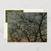 『暁のロビン・ツリー』/ロビン 案内ポストカード (正面/裏面)