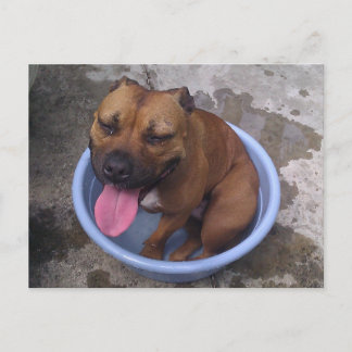 暑い日に冷却 ポストカード