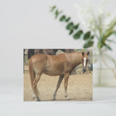 暑い日の馬 ポストカード (スタンド正面)