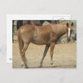 暑い日の馬 ポストカード (正面/裏面)