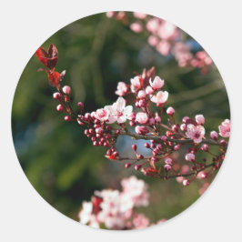 暖かい夏の光に映えるピンクの花 ラウンドシール