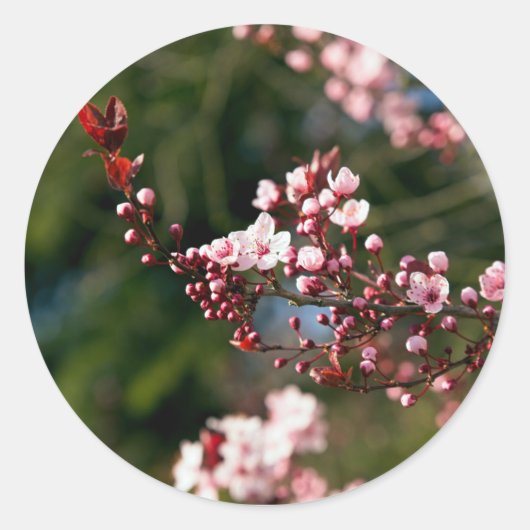 暖かい夏の光に映えるピンクの花 ラウンドシール (正面)