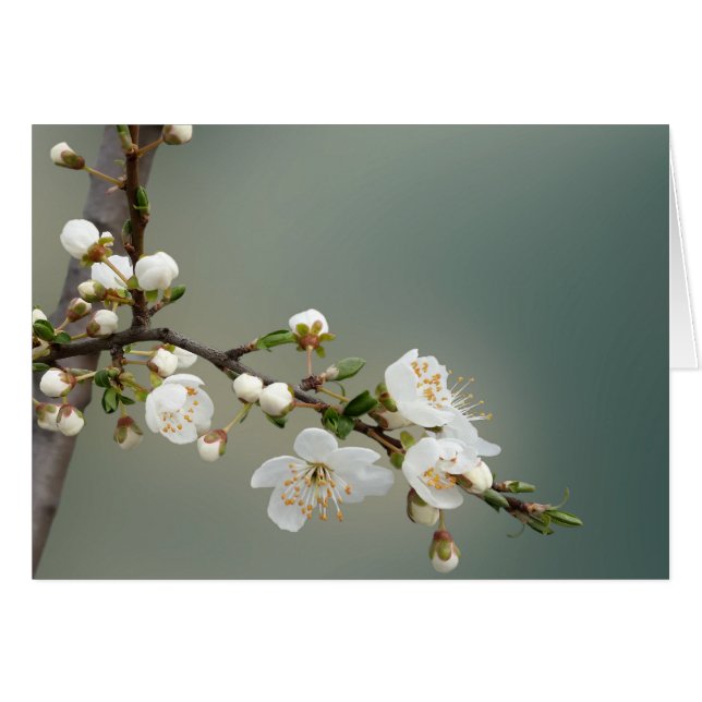 暖かい春 (正面横)