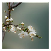 暖かい春 ポスター (正面)