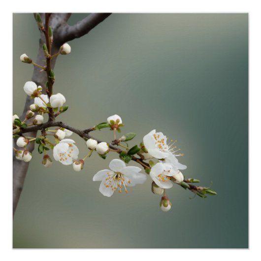 暖かい春 ポスター (正面)