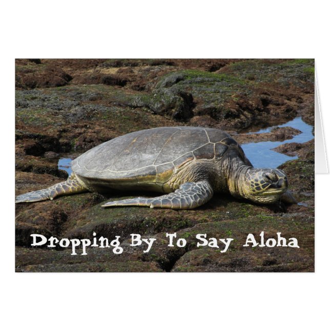 暖かい石で休むHonu (正面横)