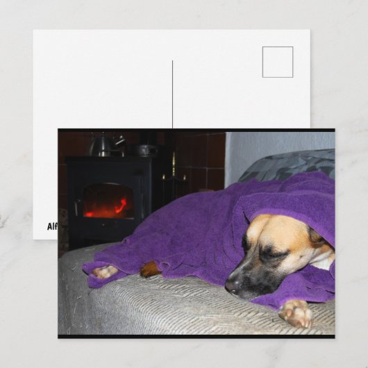 暖炉のそばで眠る犬 ポストカード (正面/裏面)