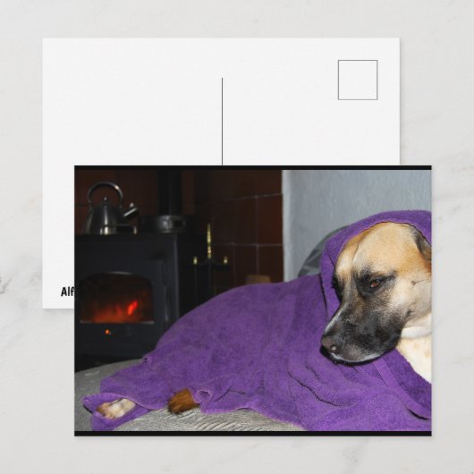 暖炉のそばで眠る犬 ポストカード (正面/裏面)