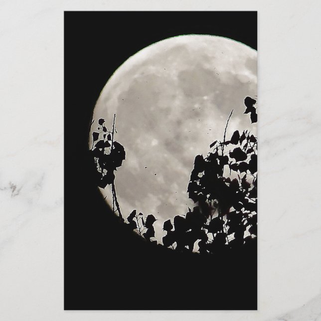 暗いの葉後ろ (正面)