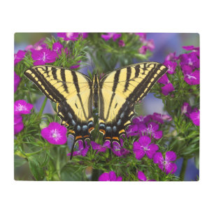 暗いピンクの花の提督の蝶 メタルプリント