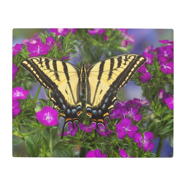 暗いピンクの花の提督の蝶 メタルプリント (正面)