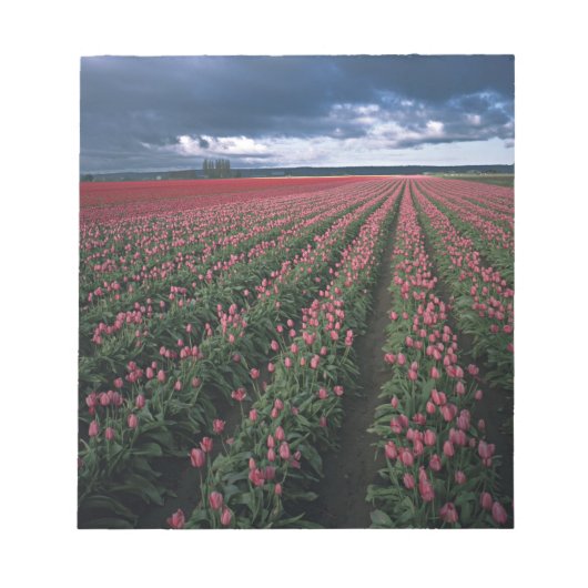 暗い下での輝き、鮮やかなピンクと赤のチューリップ ノートパッド (正面)