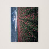 暗い下で明るいピンクと赤のチューリップが輝く ジグソーパズル (縦)