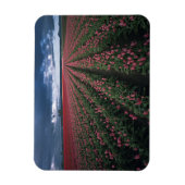 暗い下で明るいピンクと赤のチューリップが輝く マグネット (縦)